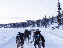 OLEVENE image - seminaire ski alpes chiens de traineaux 